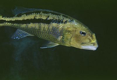 Aristochromis christyi 'Chinyamwezi Rocks'
